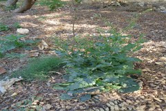 Nicotiana plumbaginifolia
